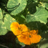 Nasturtium 'Alaska', yellow flowering - Image 2