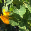 Nasturtium 'Alaska', yellow flowering