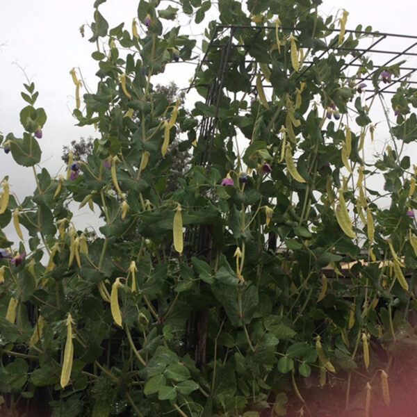 Pea 'Golden Podded' - Image 2