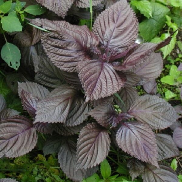 Perilla 'Red Shiso'