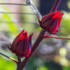 Rosella