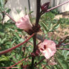 Rosella - Image 2
