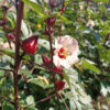 Rosella - Image 4