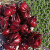 Rosella - Image 3