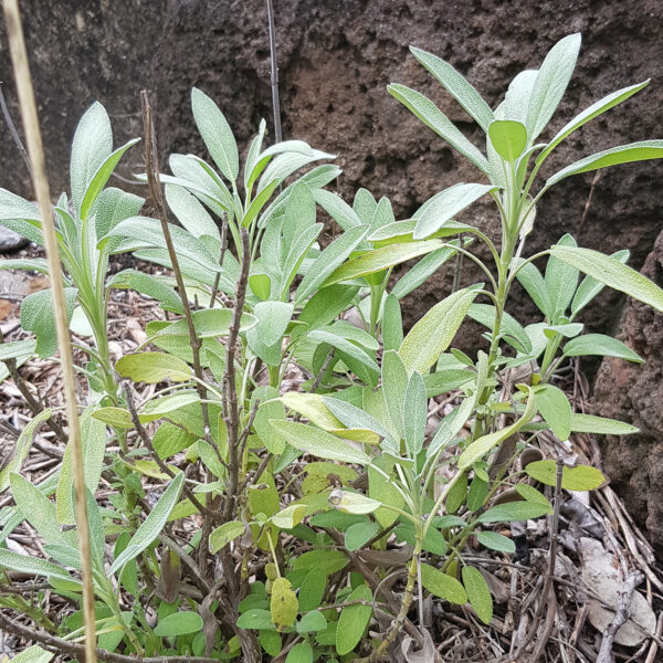 Sage, common (culinary) - Image 2
