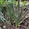 Salsify