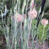 Salsify - Image 2