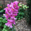 Snapdragon, tall