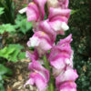 Snapdragon, tall - Image 3
