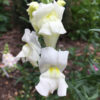 Snapdragon, tall - Image 2