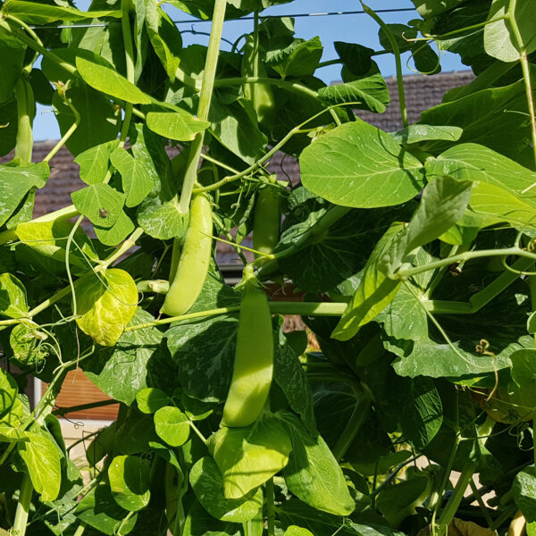 Snow Pea 'Mammoth Melting'