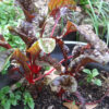 Swiss Chard 'Ruby Red' - Image 2
