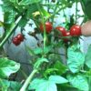 Tomato 'Matt's Wild Sweetie' - Image 2