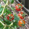 Tomato 'Matt's Wild Sweetie'