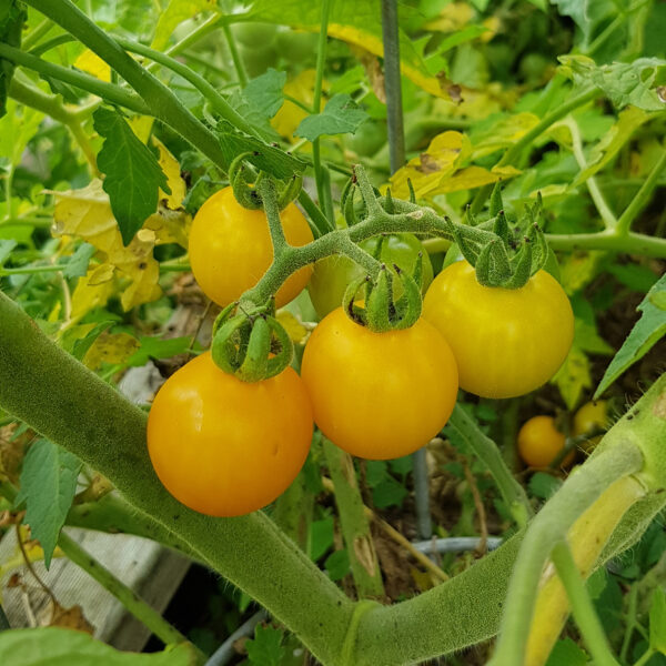 Tomato 'Yellow Cherry Cocktail'