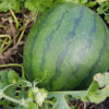 Watermelon 'Champagne'