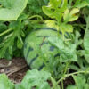 Watermelon 'Cream of Saskatchewan'
