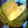 Watermelon 'Cream of Saskatchewan' - Image 2