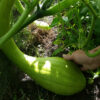 Zucchini 'Tromboncino' - Image 2