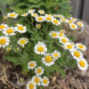 Feverfew (aka 'Wild Chamomile')