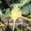 Kohlrabi 'Gigante' - Image 2