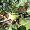 Kohlrabi 'Gigante'