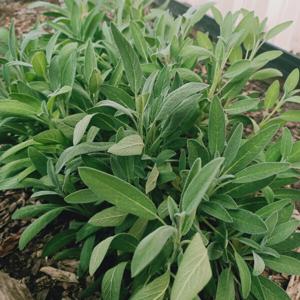 Sage, common (culinary)