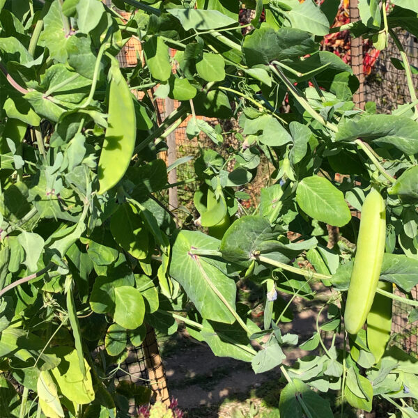 Snow Pea 'Mammoth Melting' - Image 2